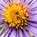 New England Aster Macro by rminer