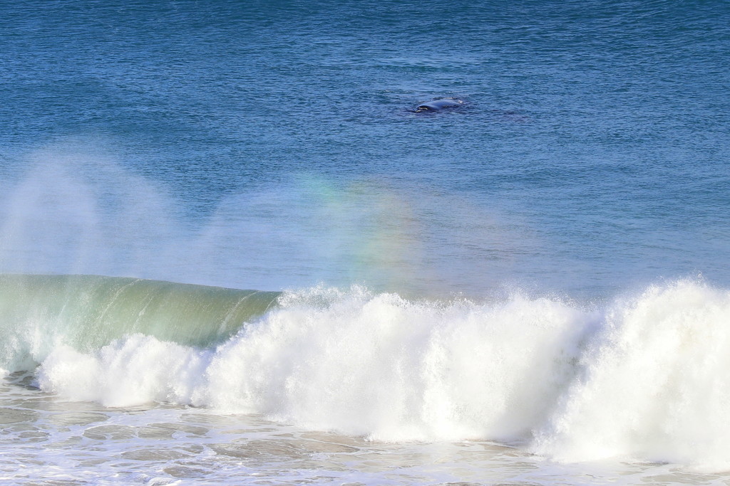 Wind, waves, whales & wainbow (?) in Warrnambool :) by gilbertwood