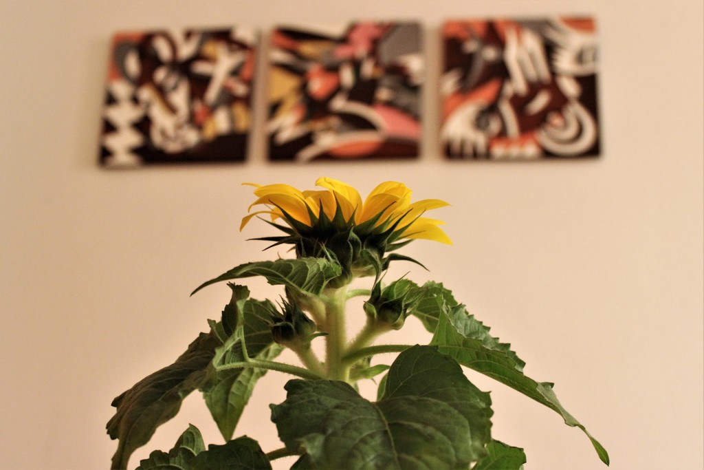 A sunflower and an african triptic by vincent24