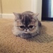 Cat Loaf by gratitudeyear
