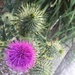Flowers/Weeds by kjarn