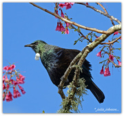 9th Sep 2017 - Tui Singing in the cherry tree...