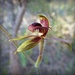  Caladenia discoidea - Dancing Spider Orchid. by judithdeacon