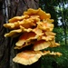 Day 244: Hen of the Woods/ Chicken of the Woods by jeanniec57
