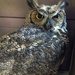 Day 247:  Great Horned Owl - Owlette by jeanniec57