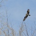 Osprey by sunnygreenwood