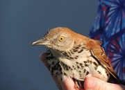 24th May 2017 - Brown Thrasher