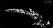 29th Aug 2017 - Black and White Grass Seeds