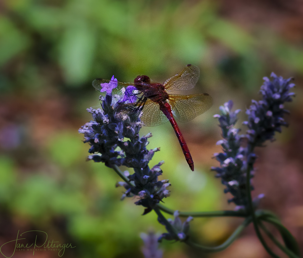 DragonflyTasting the Last Blooms by jgpittenger