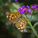 Painted Lady and Bokeh by jgpittenger