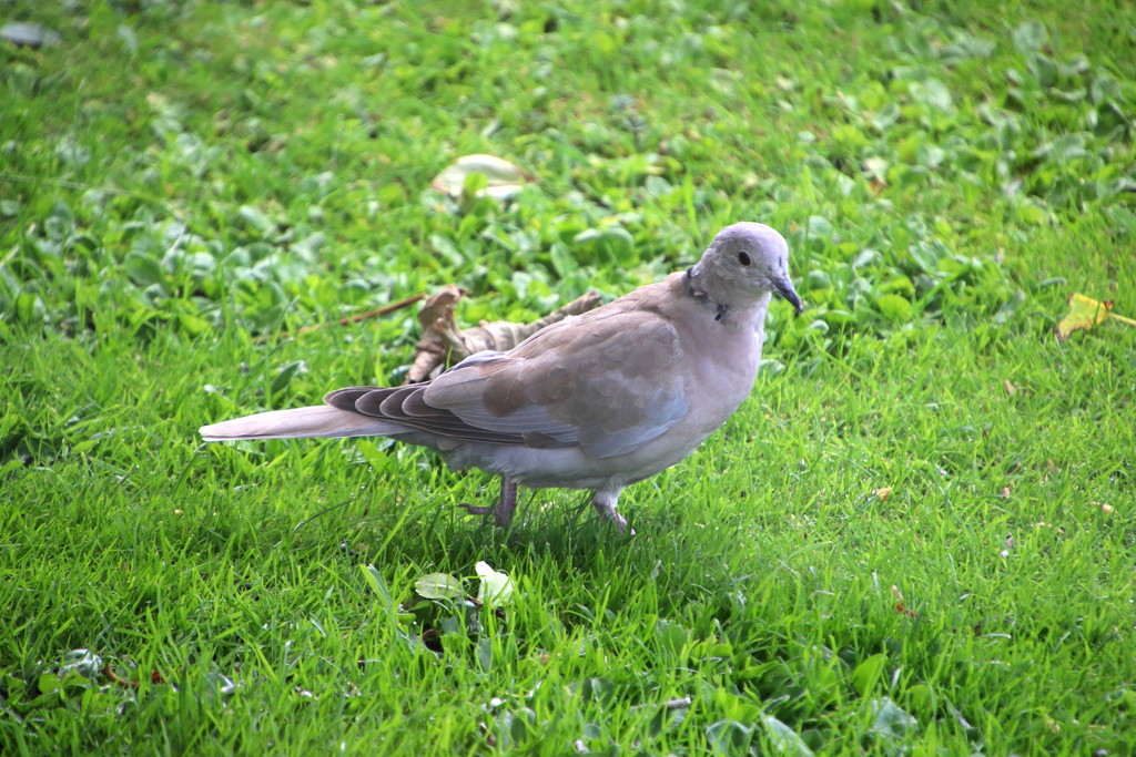 Collard Dove by lifeat60degrees