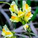 Yellow Toadflax by rminer