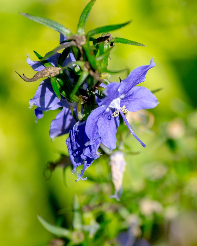 Blue Bellflower by rminer