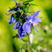 Blue Bellflower by rminer