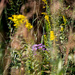 New England Asters Landscape by rminer