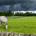 White Horse Black Sky by rjb71