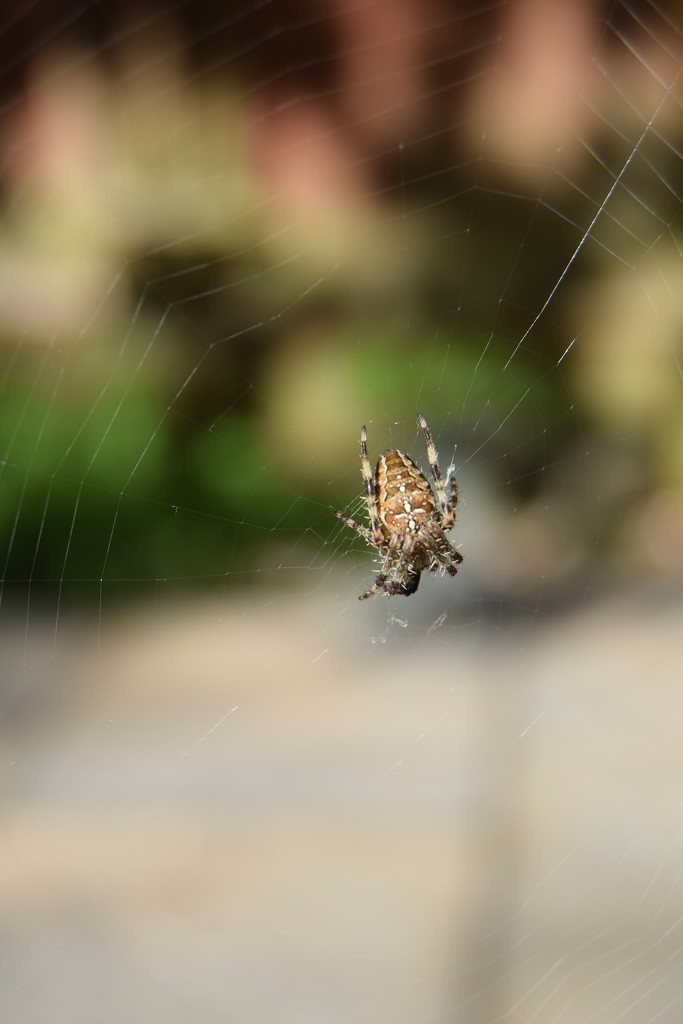 Spider by dragey74