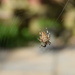 Spider by dragey74