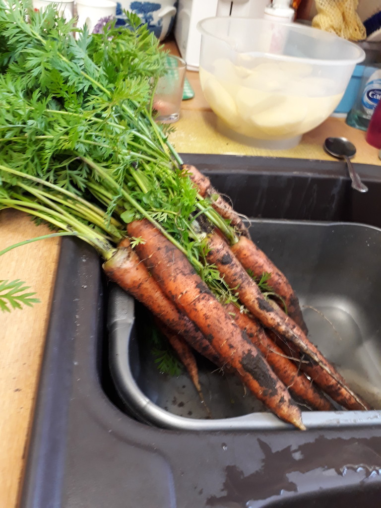 Celebrating the carrot crop! by sarah19