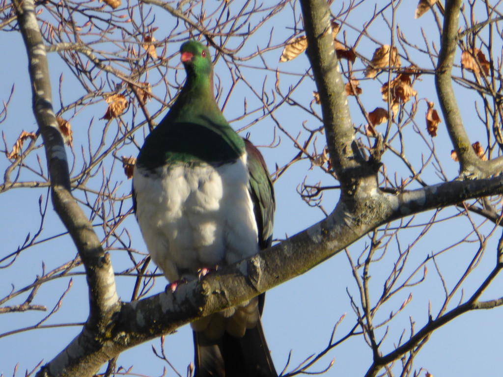 NZ Wood Pigeon  by kyfto