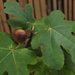 Little Fig by loweygrace