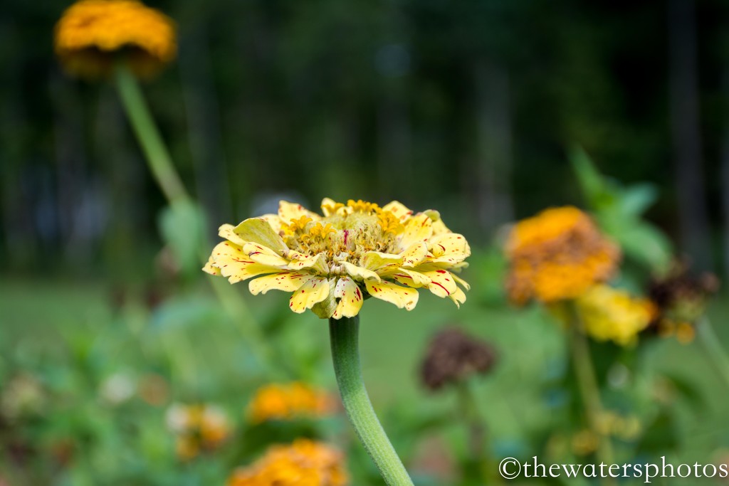 Speckled Zinnia... by thewatersphotos