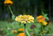 9th Sep 2017 - Speckled Zinnia...
