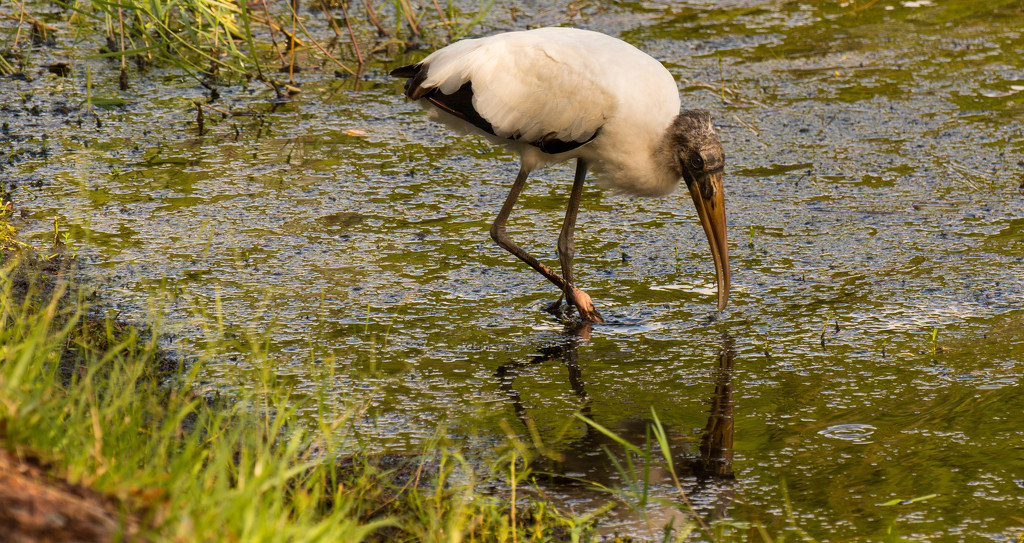 Woodstork Searching the Muck! by rickster549