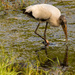 Woodstork Searching the Muck! by rickster549