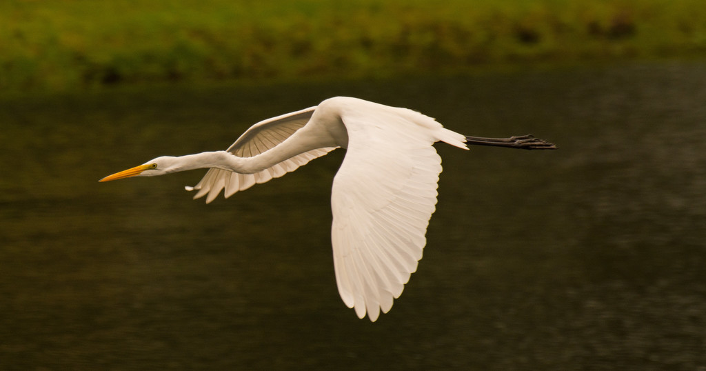 Egret in Flight! by rickster549