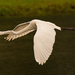 Egret in Flight! by rickster549