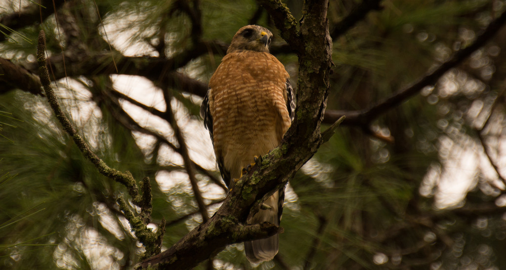 Red Shouldered Hawk Keeping an Eye on Me! by rickster549