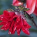 Rain Drenched Dahlia by selkie
