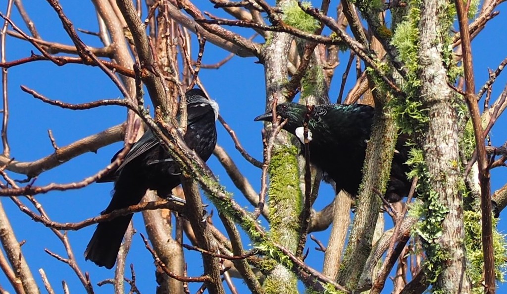 Tuis there were four in this tree this morning . by Dawn