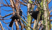 10th Sep 2017 - Tuis there were four in this tree this morning .
