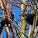 Tuis there were four in this tree this morning . by Dawn
