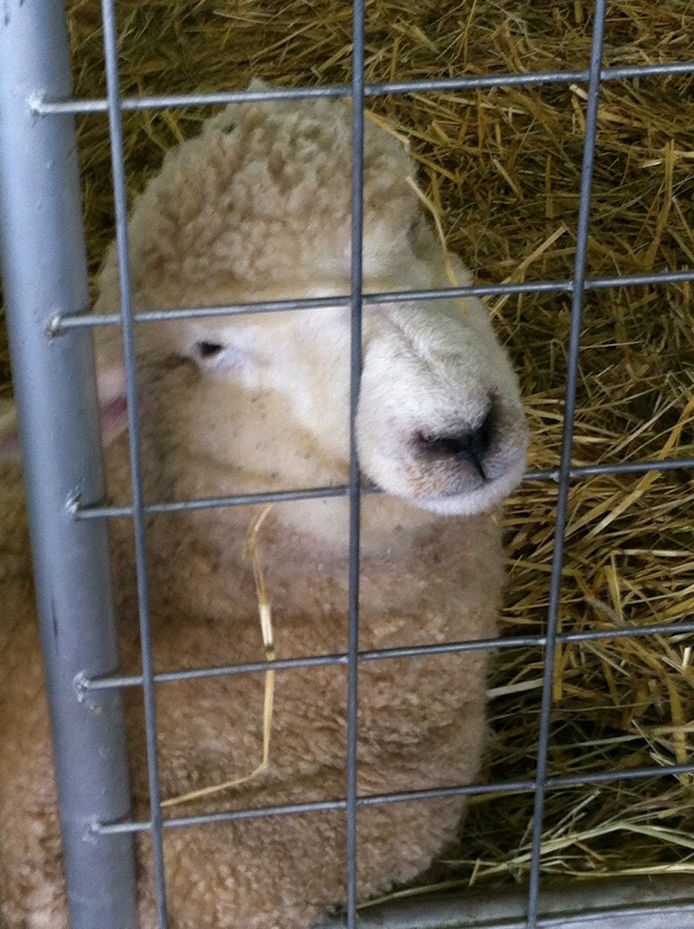 Look at this sheepie face by tatra