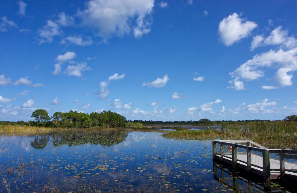 Wetlands by eudora