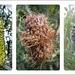 Life cycle of the Banksia flower by judithdeacon