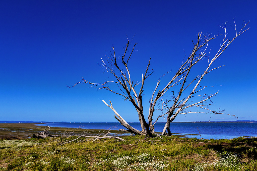 dead tree  by corymbia