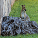 wallaby  by corymbia