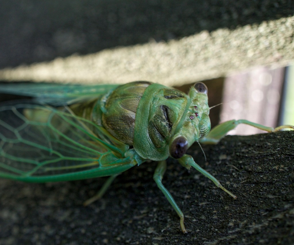 Cicada by eudora