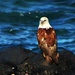 White bellied Sea Eagle or Osprey? by kiwinanna