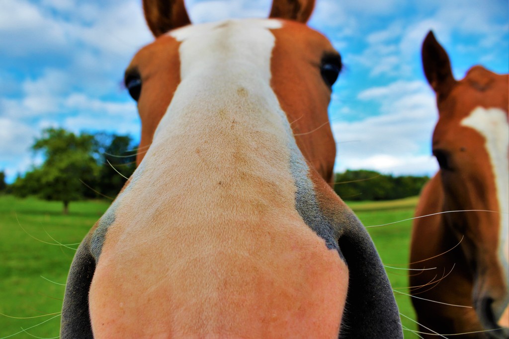 Close-up horses by vincent24