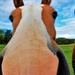 Close-up horses by vincent24