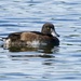 TUFTED DUCK by markp