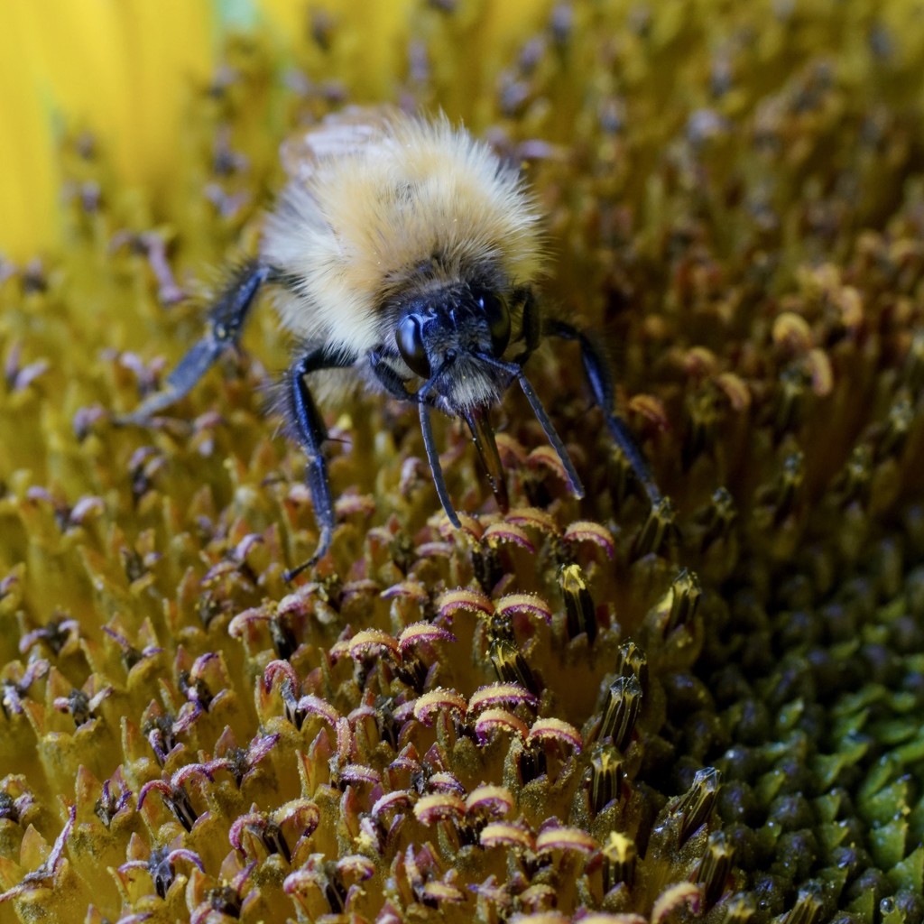 FEASTING ON  THE SUNFLOWER by markp