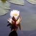 Waterlilly by cmp