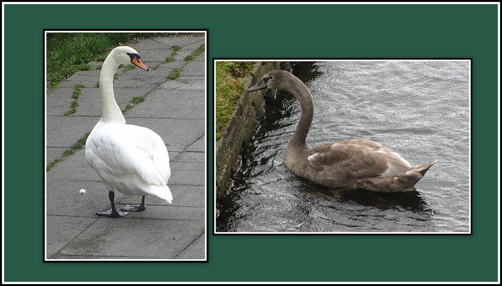 Swan and cygnet. by grace55