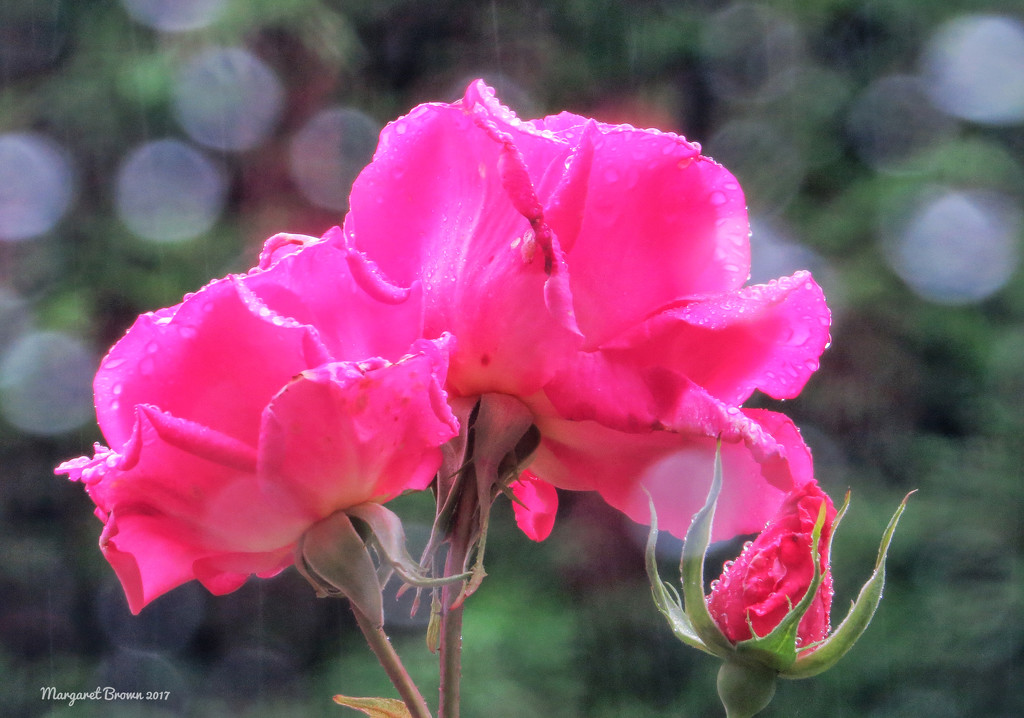 Raindrops on roses....... by craftymeg